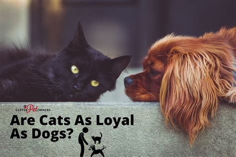 Are cats loyal like dogs?