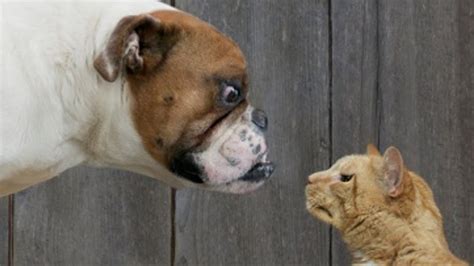 Are cats more intelligent than dogs?