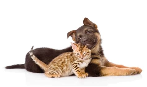 Are cats more loyal than dogs?