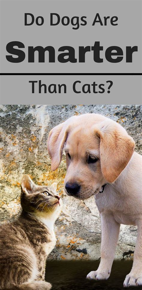 Are cats or dogs smarter?