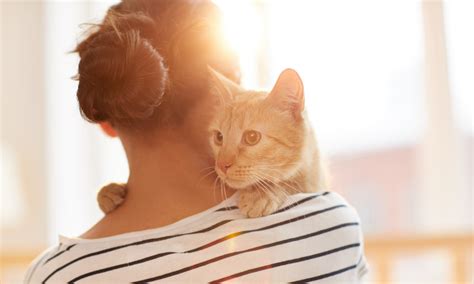 Are cats protective of their owner?
