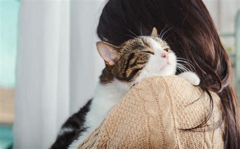 Are cats protective to their owners?