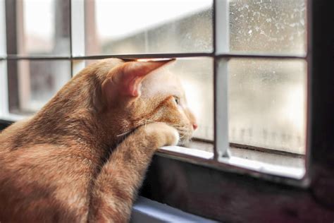 Are cats sad when they look out the window?