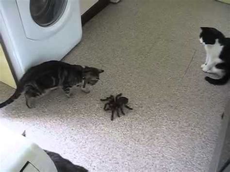 Are cats scared of spiders?