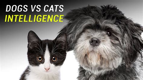 Are cats smarter or dogs?