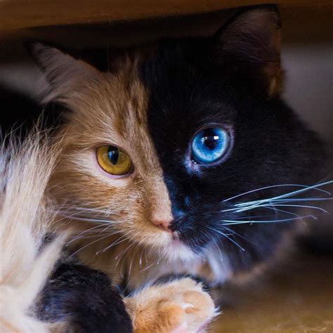 Are cats with blue eyes rare?