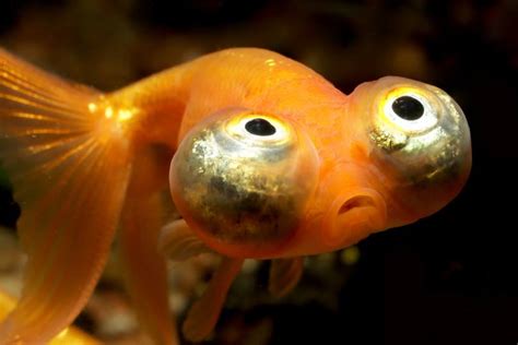 Are celestial eye goldfish inhumane?