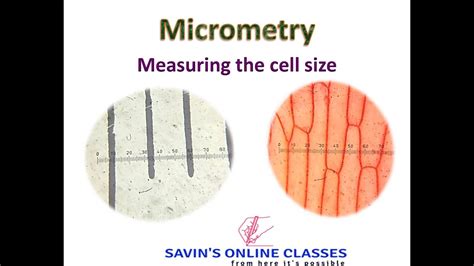 Are cells micrometers?