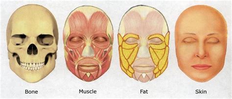 Are cheeks fat or muscle?