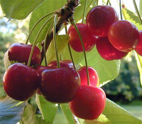 Are cherries popular in France?