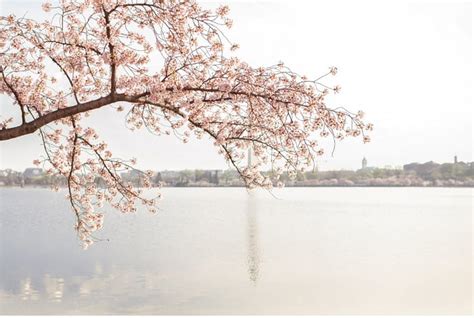 Are cherry blossoms calming?