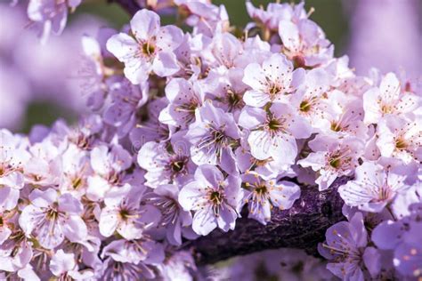 Are cherry blossoms edible?