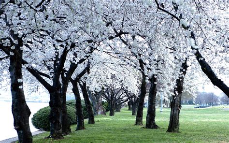 Are cherry blossoms ever white?