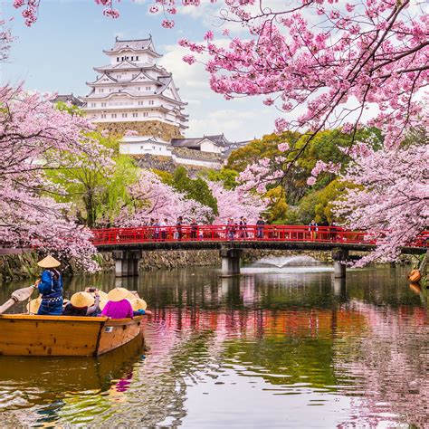 Are cherry blossoms only in Japan?