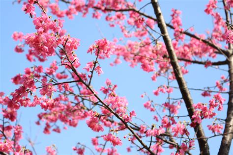 Are cherry blossoms spring or autumn?