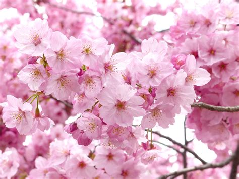 Are cherry blossoms white or pink?