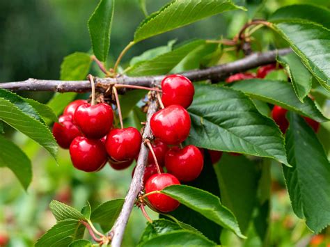 Are cherry trees easy to grow UK?