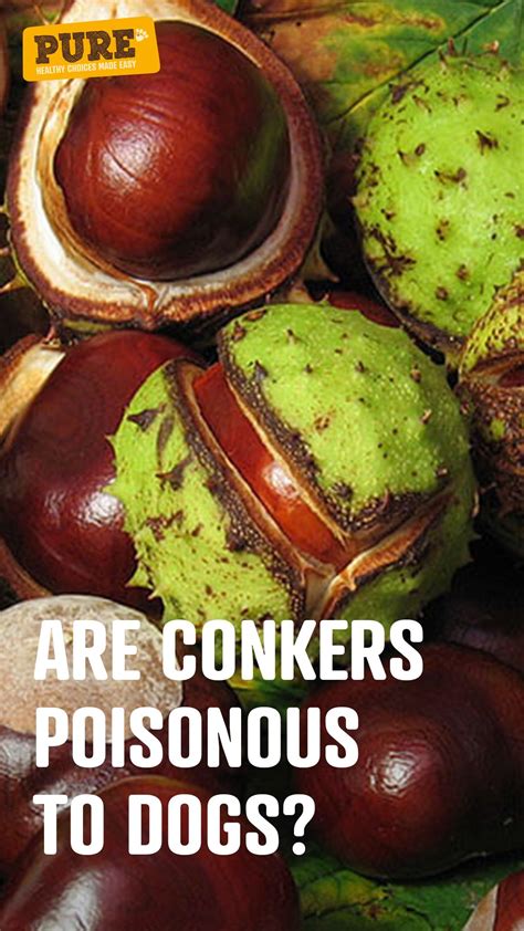 Are chestnuts poisonous to dogs?