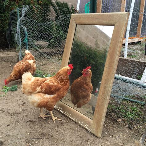 Are chickens afraid of mirrors?