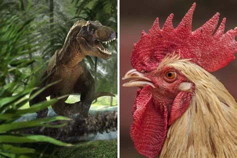 Are chickens related to dinosaurs?