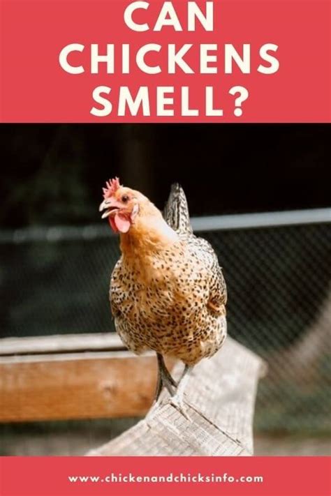 Are chickens sensitive to smells?