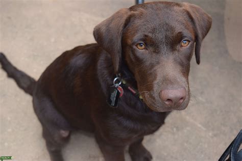 Are chocolate labs good dogs?
