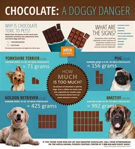 Are chocolate toxic to dogs?