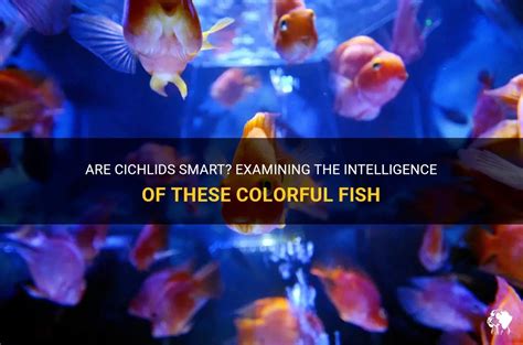 Are cichlids smart?