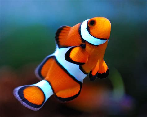 Are clownfish smart?
