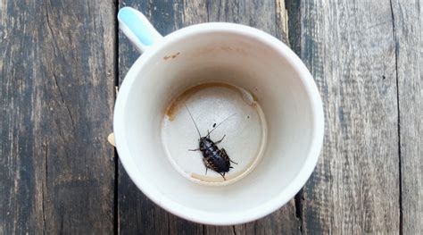 Are cockroaches attracted to coffee?