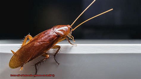 Are cockroaches attracted to sound?