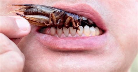 Are cockroaches disgusted of humans?