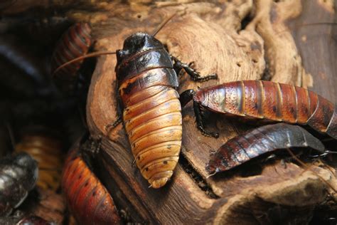 Are cockroaches parasite?