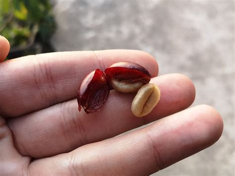 Are coffee beans cherry seeds?