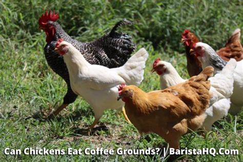 Are coffee grounds OK for chickens?