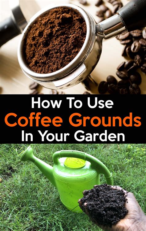 Are coffee grounds good for oleander?