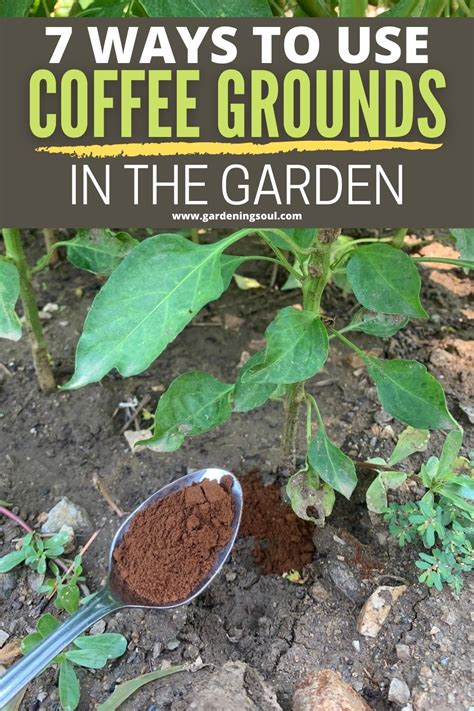 Are coffee grounds good for potatoes?