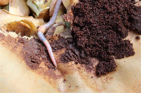 Are coffee grounds good for worms?