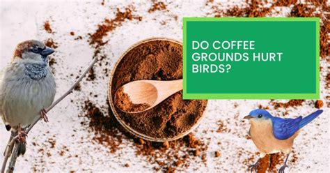 Are coffee grounds harmful to birds?