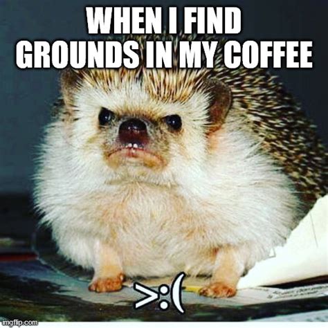 Are coffee grounds harmful to hedgehogs?