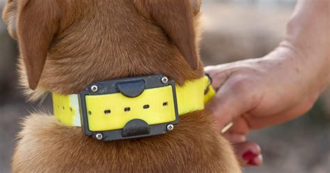 Are collars bad for dogs?