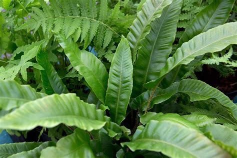 Are common ferns poisonous?