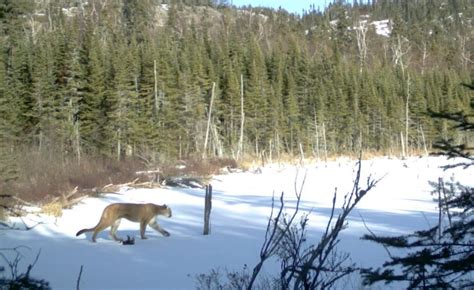 Are cougars rare in Ontario?