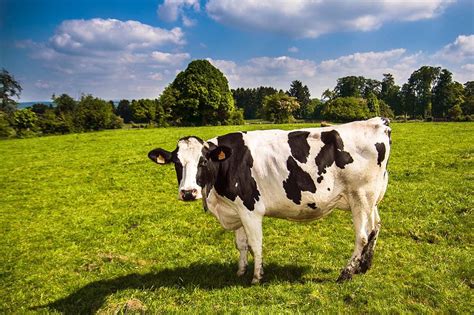 Are cows intelligent?