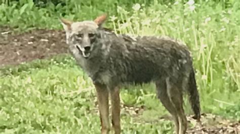 Are coyotes a problem in Canada?