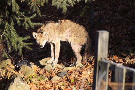 Are coyotes common in Toronto?