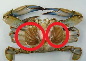 Are crab gills toxic?