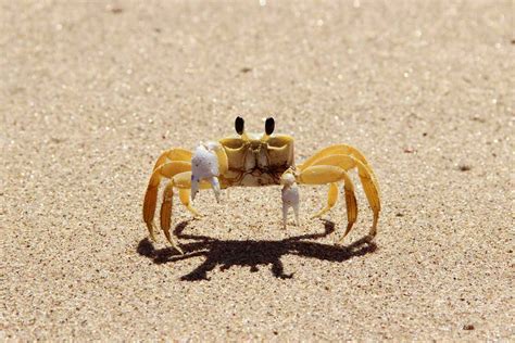 Are crabs clever?