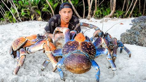 Are crabs friendly to humans?