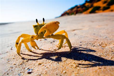 Are crabs intelligent?
